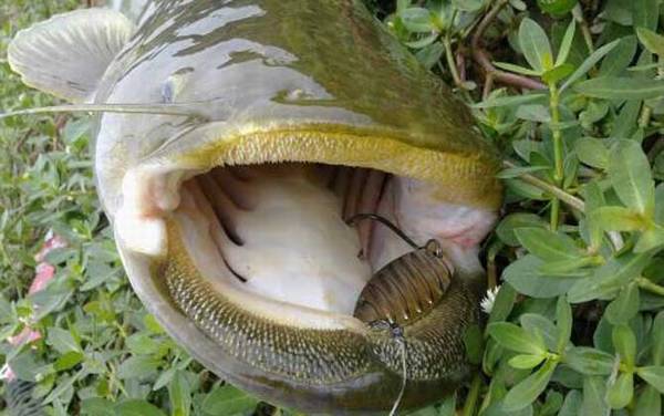 鲶鱼吃什么食物?