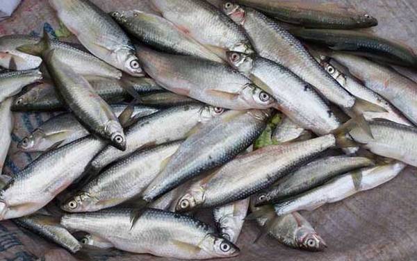 白条鱼是什么鱼?