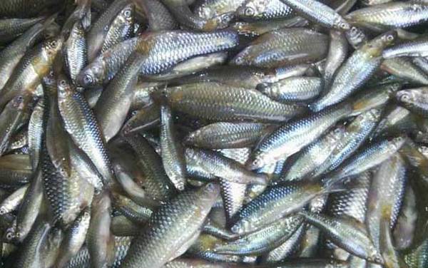 白条鱼是什么鱼?