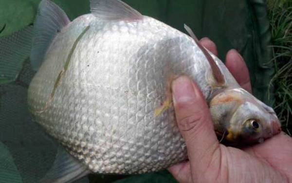 鳊鱼和武昌鱼有什么区别?