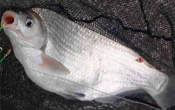 �����ʲôʳ�