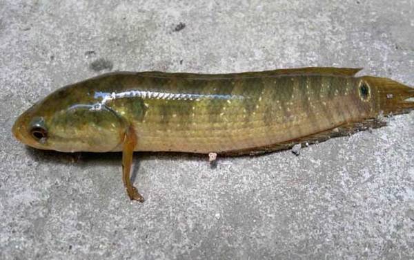 黑鱼吃什么食物?