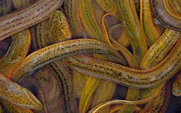 黄鳝是不是鱼类?