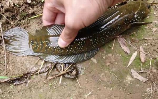 七星鱼200元一斤贵吗?