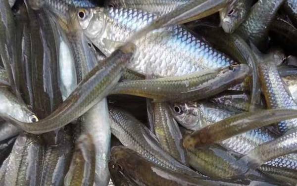 麦穗鱼长大了是什么鱼?