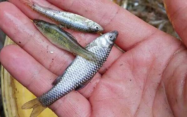 麦穗鱼长大了是什么鱼?