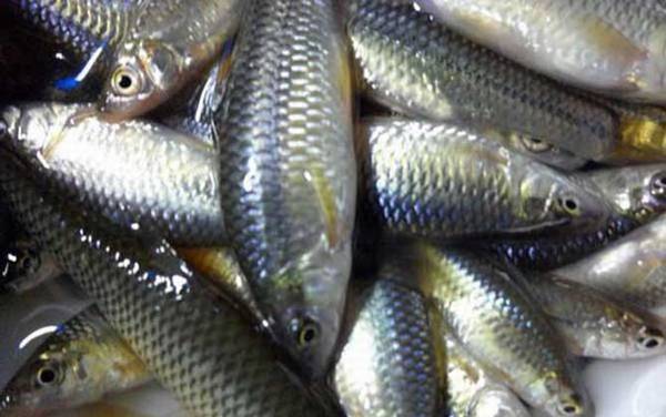 麦穗鱼是什么样子的?