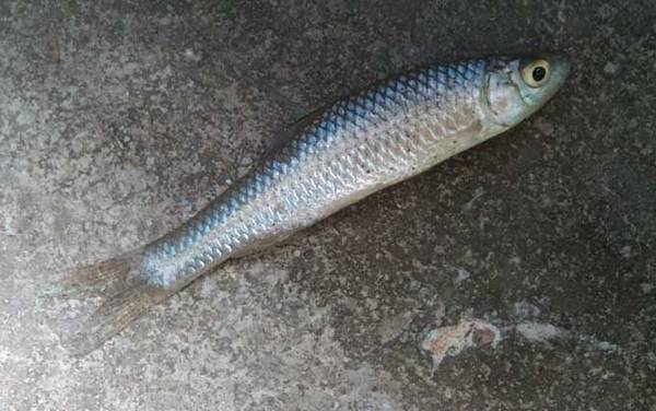 麦穗鱼怎么养在鱼缸里?