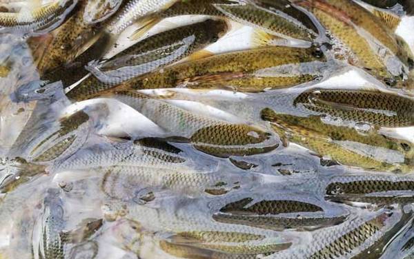 麦穗鱼怎么养在鱼缸里?