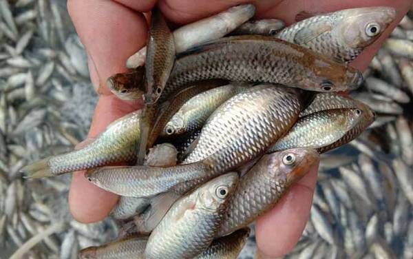 麦穗鱼能吃吗?