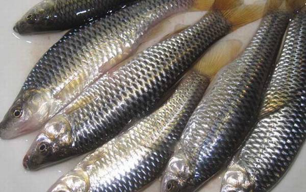 麦穗鱼能吃吗?