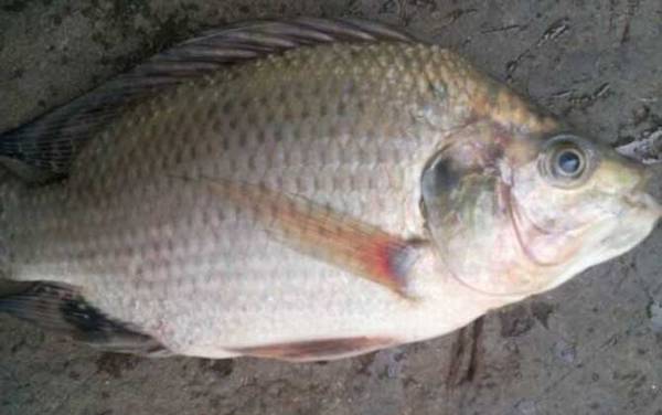 罗非鱼是不是很脏?