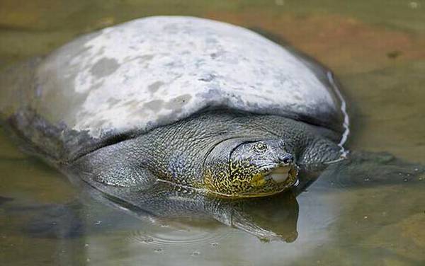 甲鱼种类及图片大全