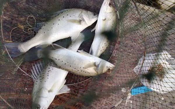 ���������ϰ�Լ��ص�