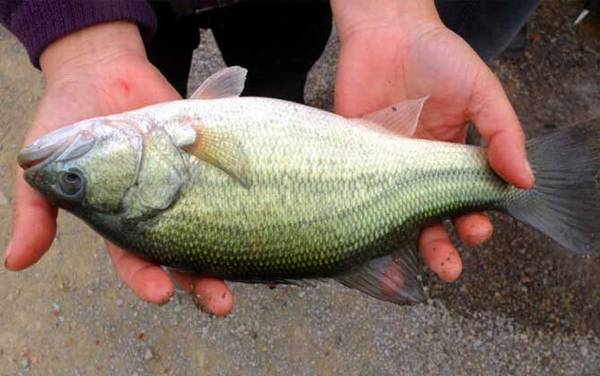 鲈鱼种类及图片大全