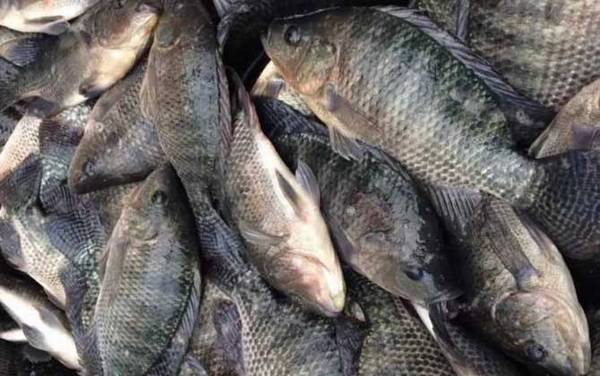 罗非鱼是海鱼还是淡水鱼?