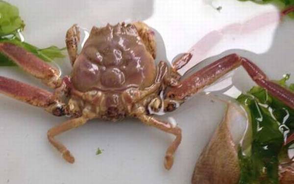 螃蟹种类及图片大全