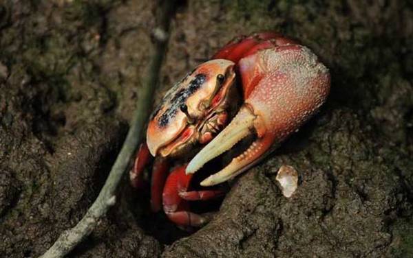 螃蟹种类及图片大全