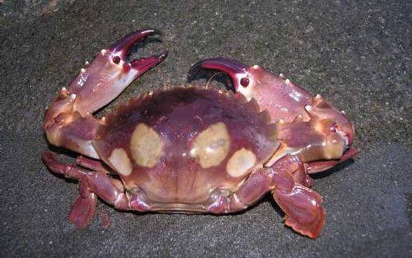 螃蟹种类及图片大全