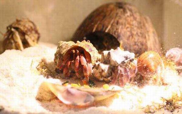 螃蟹种类及图片大全