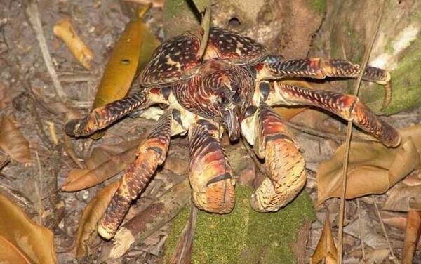 螃蟹种类及图片大全