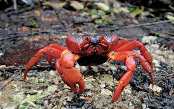 螃蟹种类及图片大全