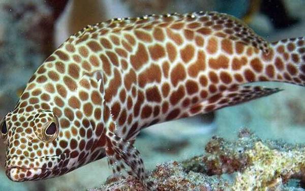 石斑鱼是海鱼还是淡水鱼?