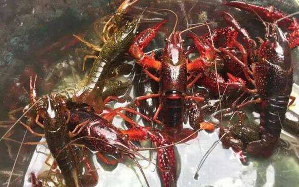 小龙虾吃什么食物?