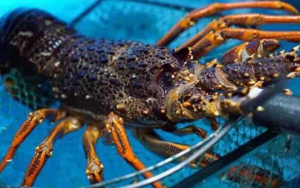 小龙虾和龙虾有什么区别?