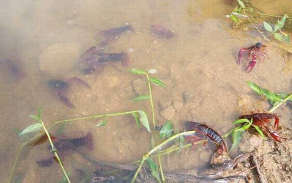 小龙虾和龙虾有什么区别?