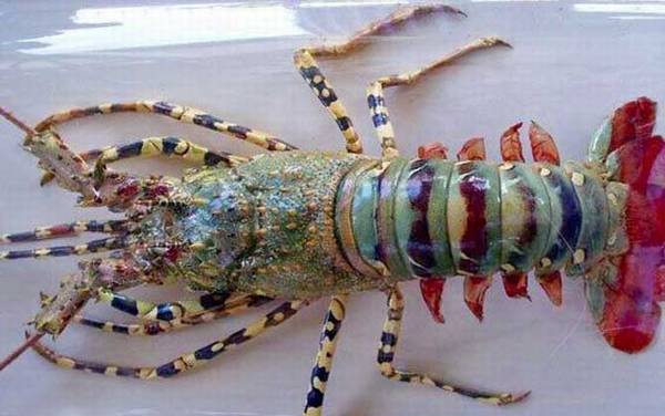 小龙虾和龙虾有什么区别?