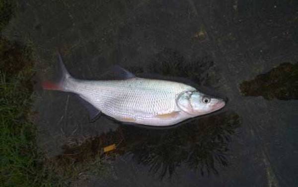 翘嘴红鲌是什么鱼?