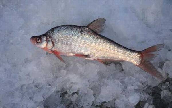 翘嘴红鲌是什么鱼?