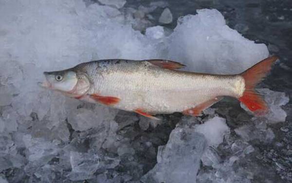 翘嘴红鲌是什么鱼?