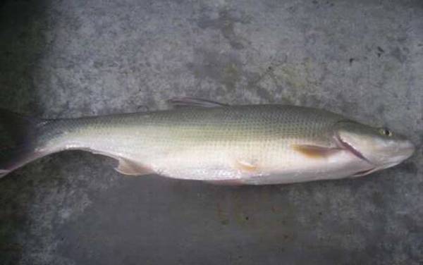 翘嘴红鲌是什么鱼?