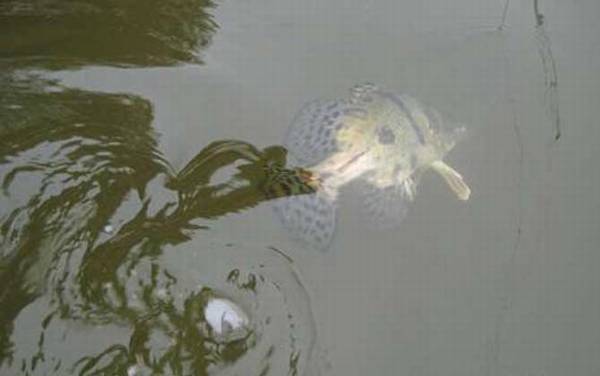 桂鱼是淡水鱼还是海鱼?