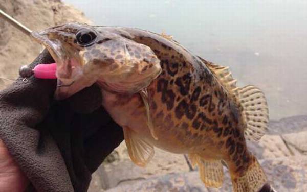 桂鱼是淡水鱼还是海鱼?