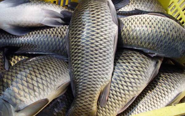 鲫鱼和鲤鱼有什么区别?