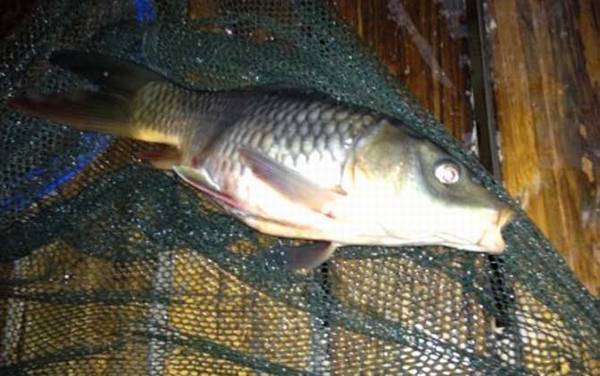 鲫鱼和鲤鱼有什么区别?