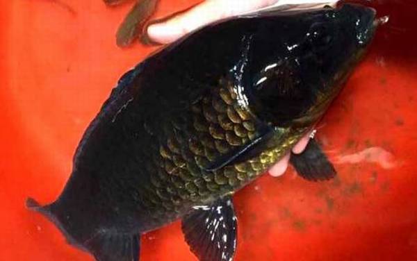 鲫鱼有几个品种?