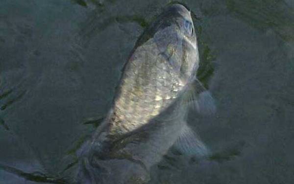 鲫鱼多少钱一斤?