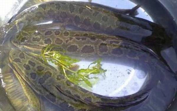 黑鱼一年可以长几斤?