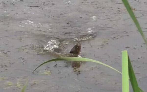 为什么都说黑鱼有毒?