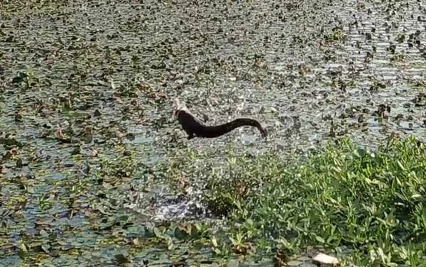 黑鱼死了可不可以吃?