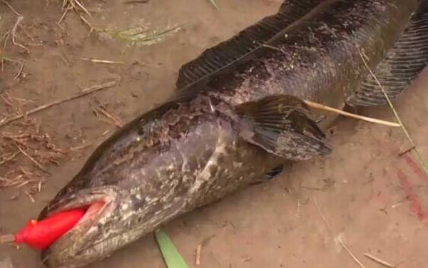 黑鱼苗会吃小鱼吗?