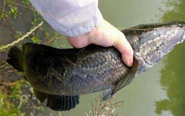 黑鱼为什么有蟒蛇纹?
