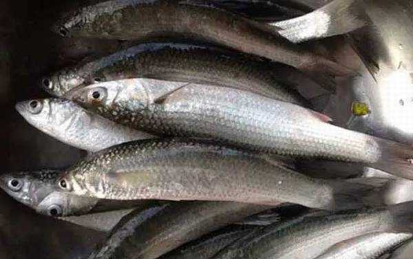 乌鱼子的乌鱼是什么鱼?