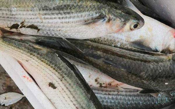 乌鱼子的乌鱼是什么鱼?
