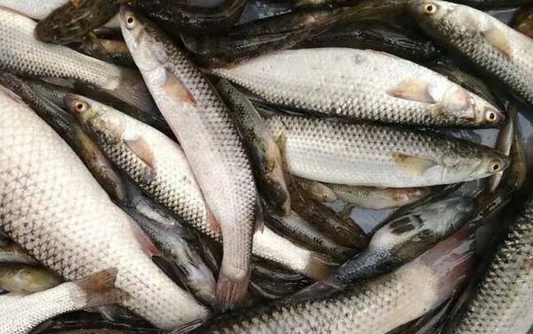 乌鱼子是海鱼还是淡水鱼?