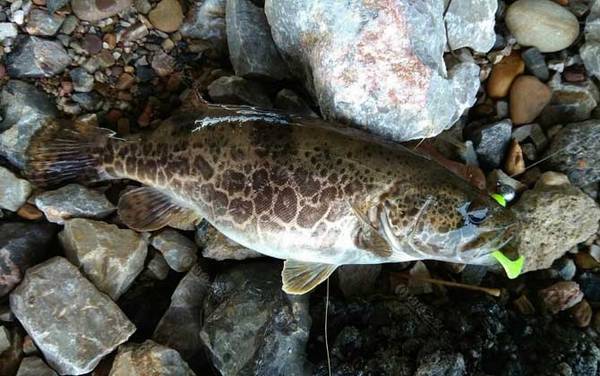 鳜鱼最大能长多大?